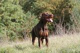 DOBERMANN 201